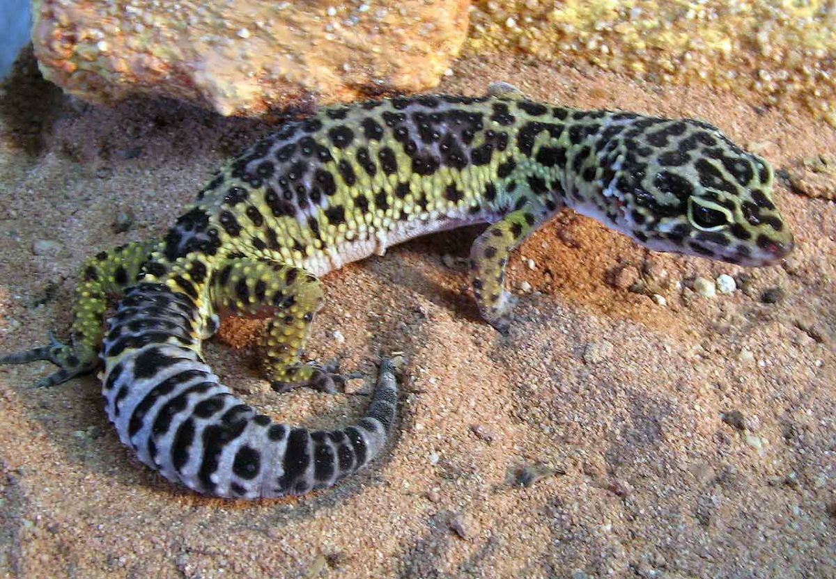 Леопардовый геккон или пятнистый эублефар — Eublepharis macularius