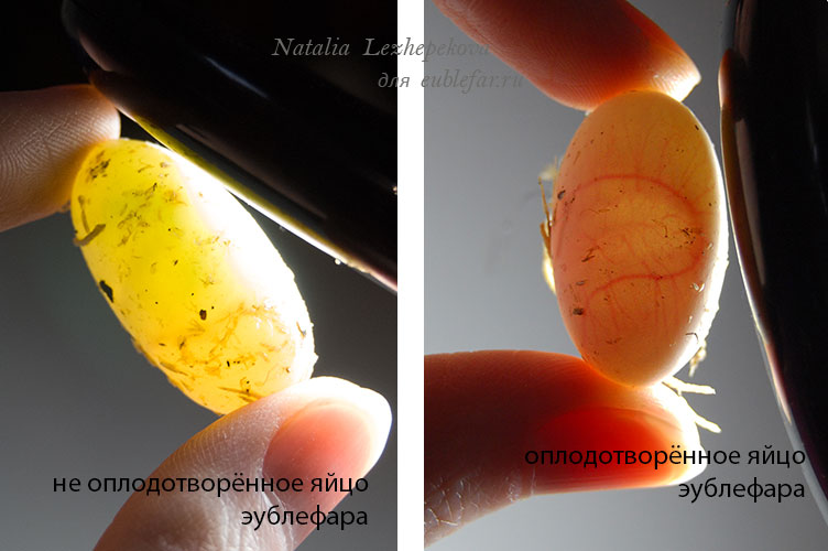 Оплодотворённое и не оплодотворённое яйца эублефара